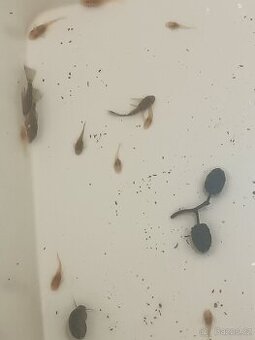 Ancitrus long fin(závojnatý) a krátkoocasé