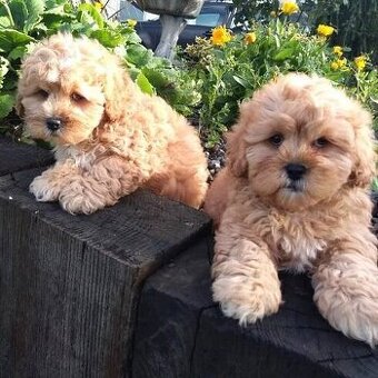 Cavapoo