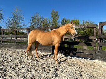 Welsh pony klisna 11l