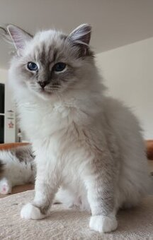 Kocourek ragdoll blue mitted lynx s PP