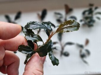 Bucephalandra Dark blue - 1