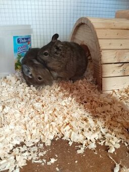 Osmák Degu