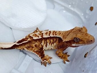 Pagekon řasnatý sameček 20g