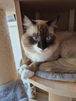Prodám nádherného kocoura Ragdoll