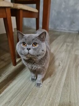 Kotě