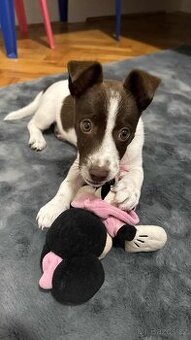 Jack Russel Teriér