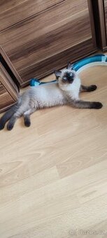 Ragdoll kocourek Seal colourpoint