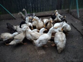 Rozkrmené brojlerové kačeny