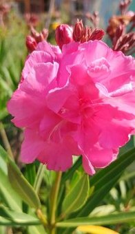 Oleandr plnokvětý růžový