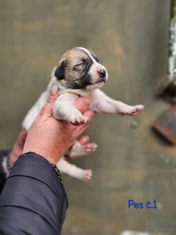 Středoasijský pastevecký pes