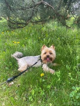 Yorkširský teriér s pp na krytí