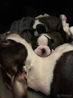 Chovatelská stanice Velvet Warrior – vrh “B” - Boston Terier