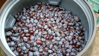 Švestky / trnky na kvas