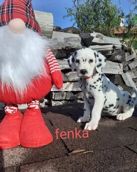 Dalmatin již k odběru