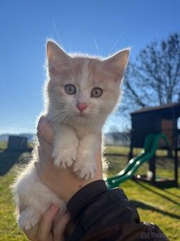 Darujeme krasne zbarvena kotatka.