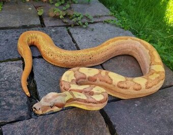 Boa imperator - Paraglow Motley Jungle, Sunglow Motley