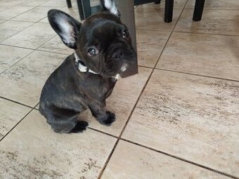 Francouzský buldoček fenka