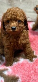 Cavapoo