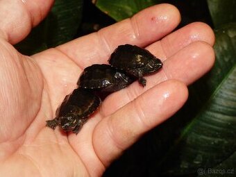 Klapavka obecná (Sternotherus odoratus)