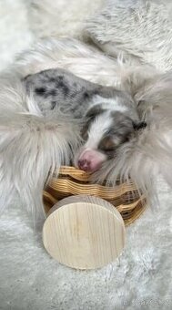 Miniaturní Americký ovčák, blue merle fena