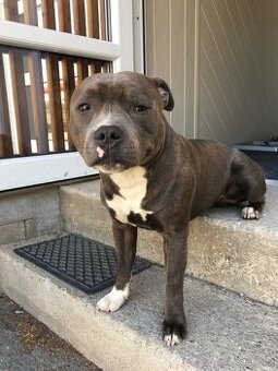 Stafordšírský bulteriér s PP k nakryti