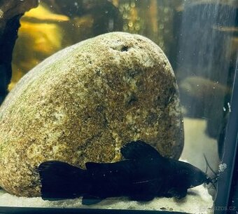 Pancéřníčci kropenatý