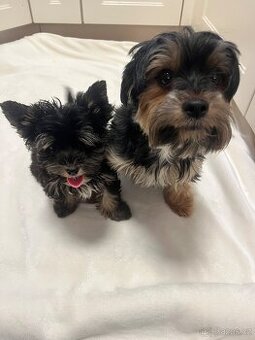 Jorksirsky terier biwier