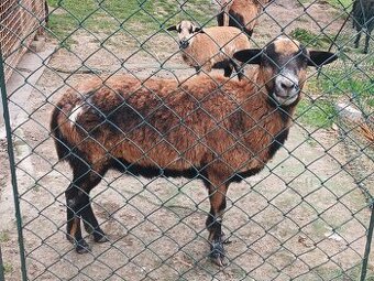 Kamerunská ovce výměna za beránka.