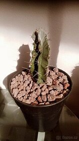 Kaktusy a sukulenty - 1