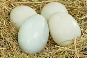 vejce - vajíčka bílá skořápka
