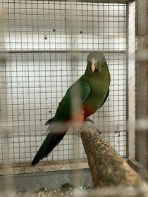 Papousek královský samice loňska