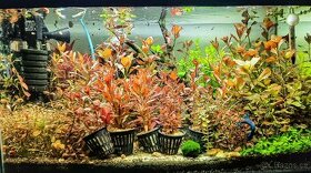 Akvarijní rostliny Aqua Plants MB