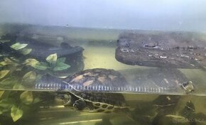 4 ninja želvy i s akvariem