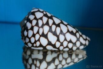 Conus marmoreus - 1