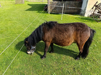 pony - 1