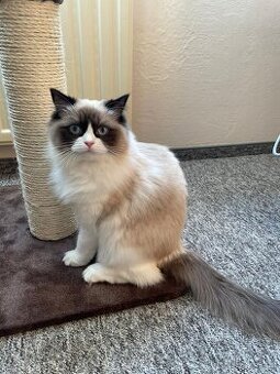Kočičku Amalku rasa Ragdoll