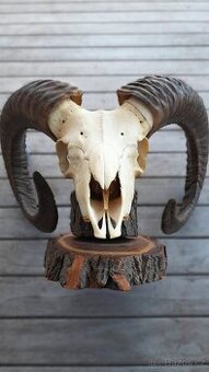 Nabízím trofej