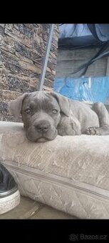Bandog fenka