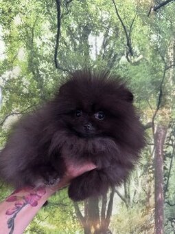 Pomeranian s PP