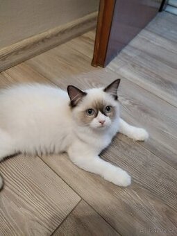 Ragdoll s PP