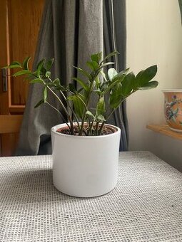 Zamioculcas s květináčem