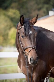 PRODÁME VÍCE MLADÝCH KONÍ