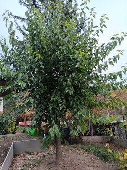 Koupím rouby převislé moruše Brno a okolí