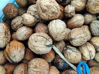 Vlašský ořechy neloupane