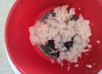 Kefirova houba, Tibetska houba.