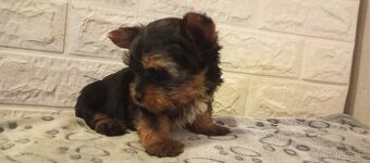 Jorkšírský teriér