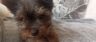 Jorkšírský teriér