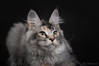 Kotě Mainské mývalí s průkazem původu