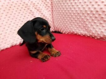 Jezevčík trpasličí