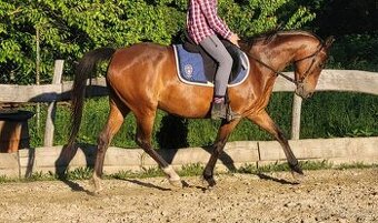 Športový pony s PP